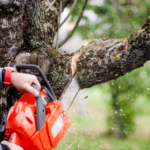 Person Using Power Saw to Cut Tree Limb