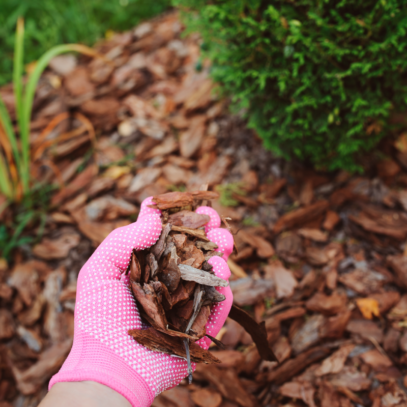 Close up of Hand Holding Mulch