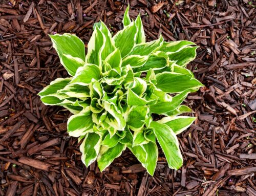 The Role of Mulch in Weed Prevention