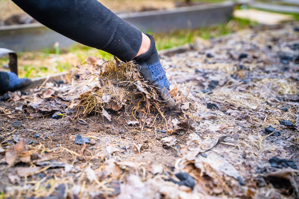 A woman's hand in a glove collects mulch from dry grass and fallen leaves in a garden bed after winter. Garden soil preparation in spring, close-up on a blurred background